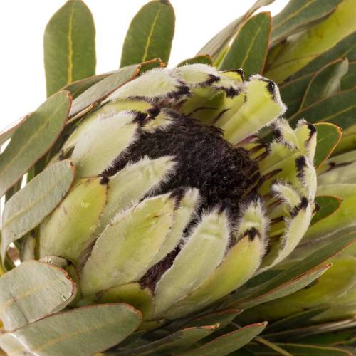 Protea weiss Rhino 60cm