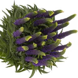 Veronica blau Smart Navy 60cm 