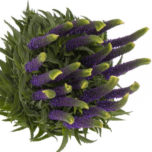 Veronica blau Smart Navy 60cm 