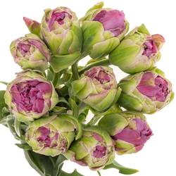 Franz.lila doppel Purple Power 75 Gramm 65cm