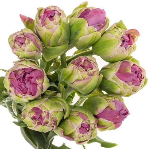 Franz.lila doppel Purple Power 75 Gramm 65cm