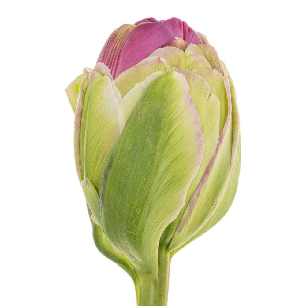 Franz.lila doppel Purple Power 75 Gramm 65cm