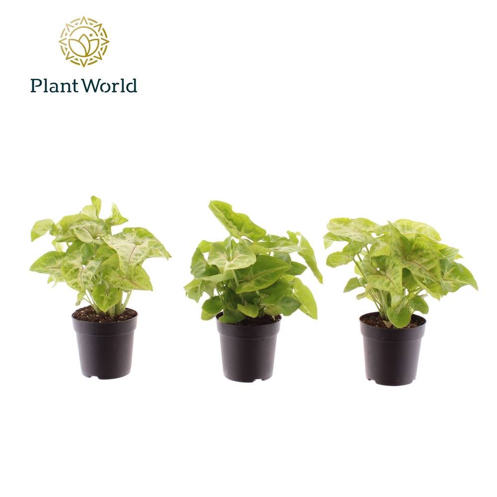 Syngonium Golden Feel Green T07 H015