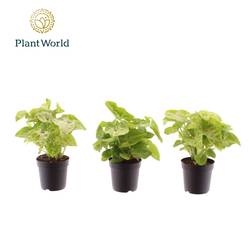 Syngonium Golden Feel Green T07 H015
