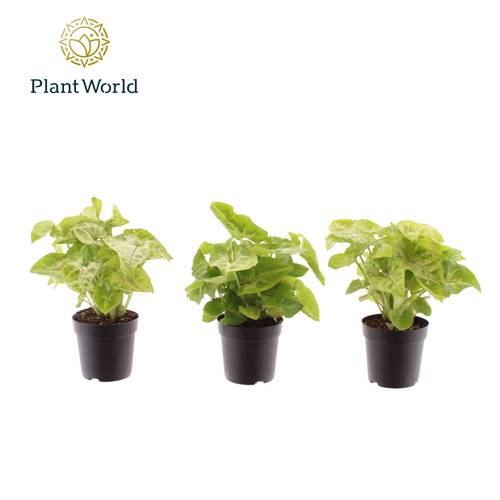 Syngonium Golden Feel Green T07 H015