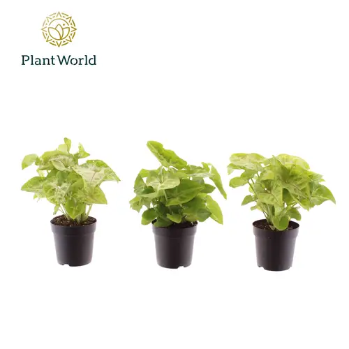 Syngonium Golden Feel Green T07 H015