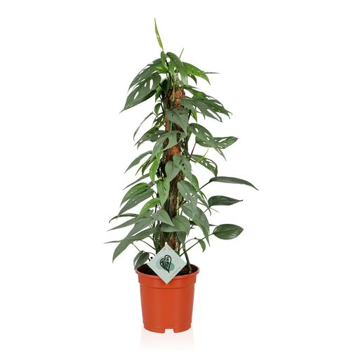 Scindapsus Mosstok Pinn.Cebu Blue T17 H60