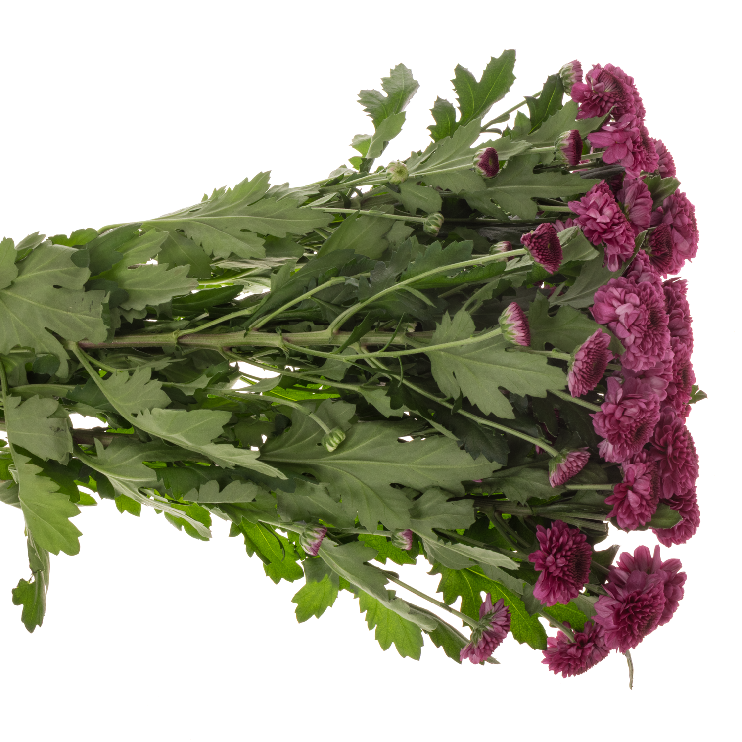 Chrys.Tros lila Pomavera 80Gramm 70cm