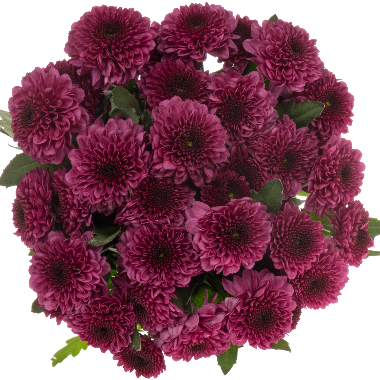 Chrys.Tros lila Pomavera 80Gramm 70cm