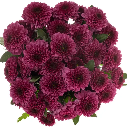 Chrys.Tros lila Pomavera 80Gramm 70cm