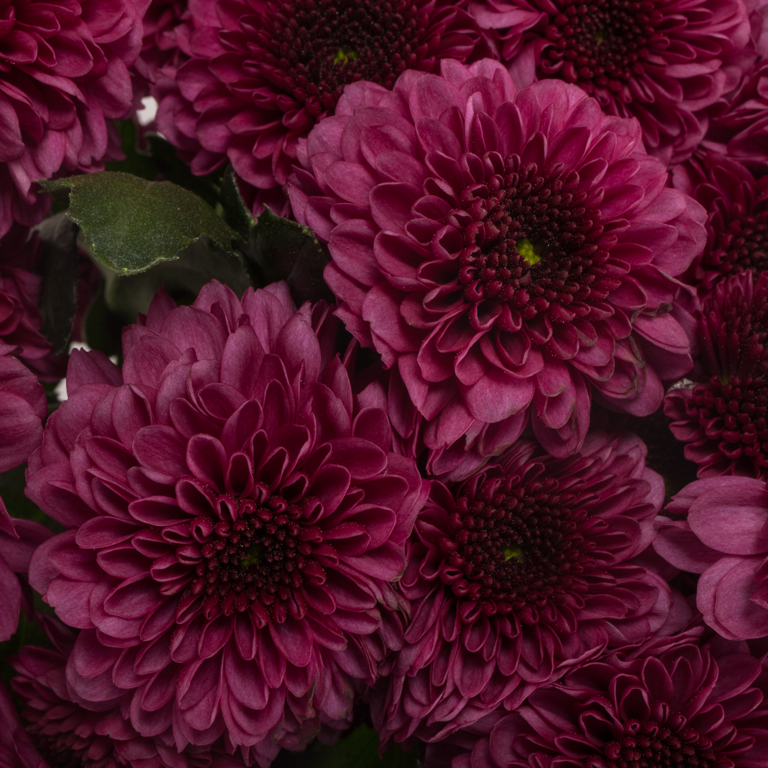 Chrys.Tros lila Pomavera 80Gramm 70cm