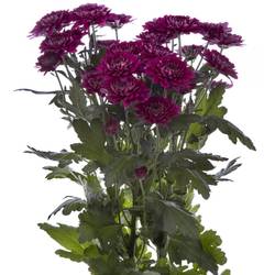 Chrys.Tros lila Pomavera 80Gramm 70cm