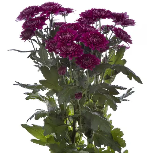 Chrys.Tros lila Pomavera 80Gramm 70cm