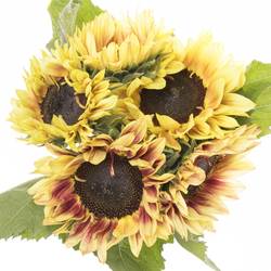 Sonnenblume gelb/rot Marley 80cm x10