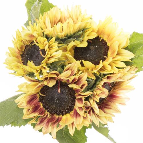 Sonnenblume gelb/rot Marley 80cm x10