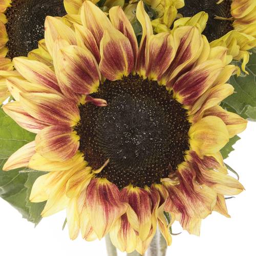 Sonnenblume gelb/rot Marley 80cm x10