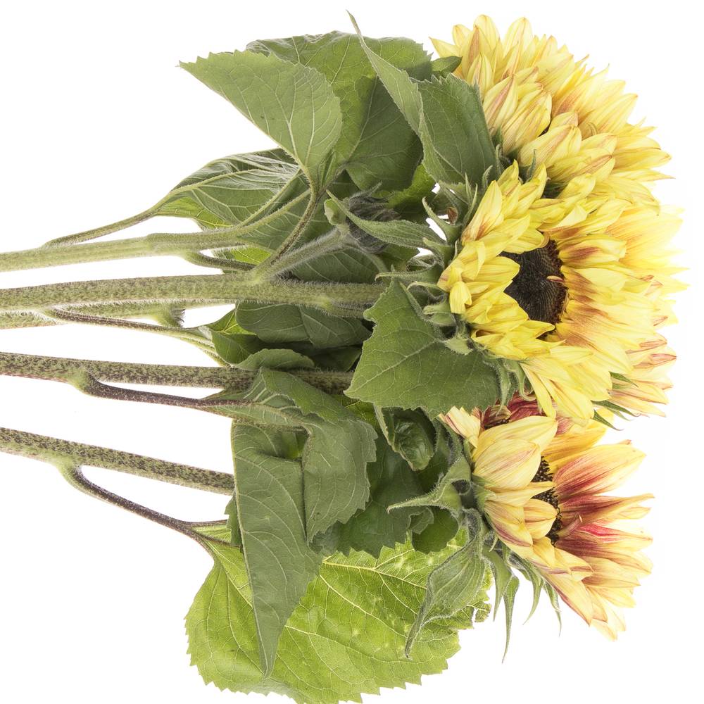 Sonnenblume gelb/rot Marley 80cm x10