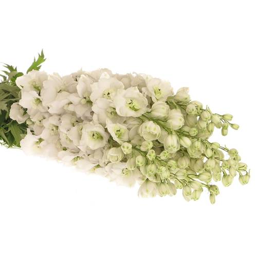 Delphinium weiss doppel Siberia 80cm