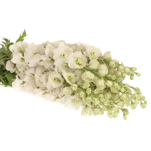 Delphinium weiss doppel Siberia 80cm