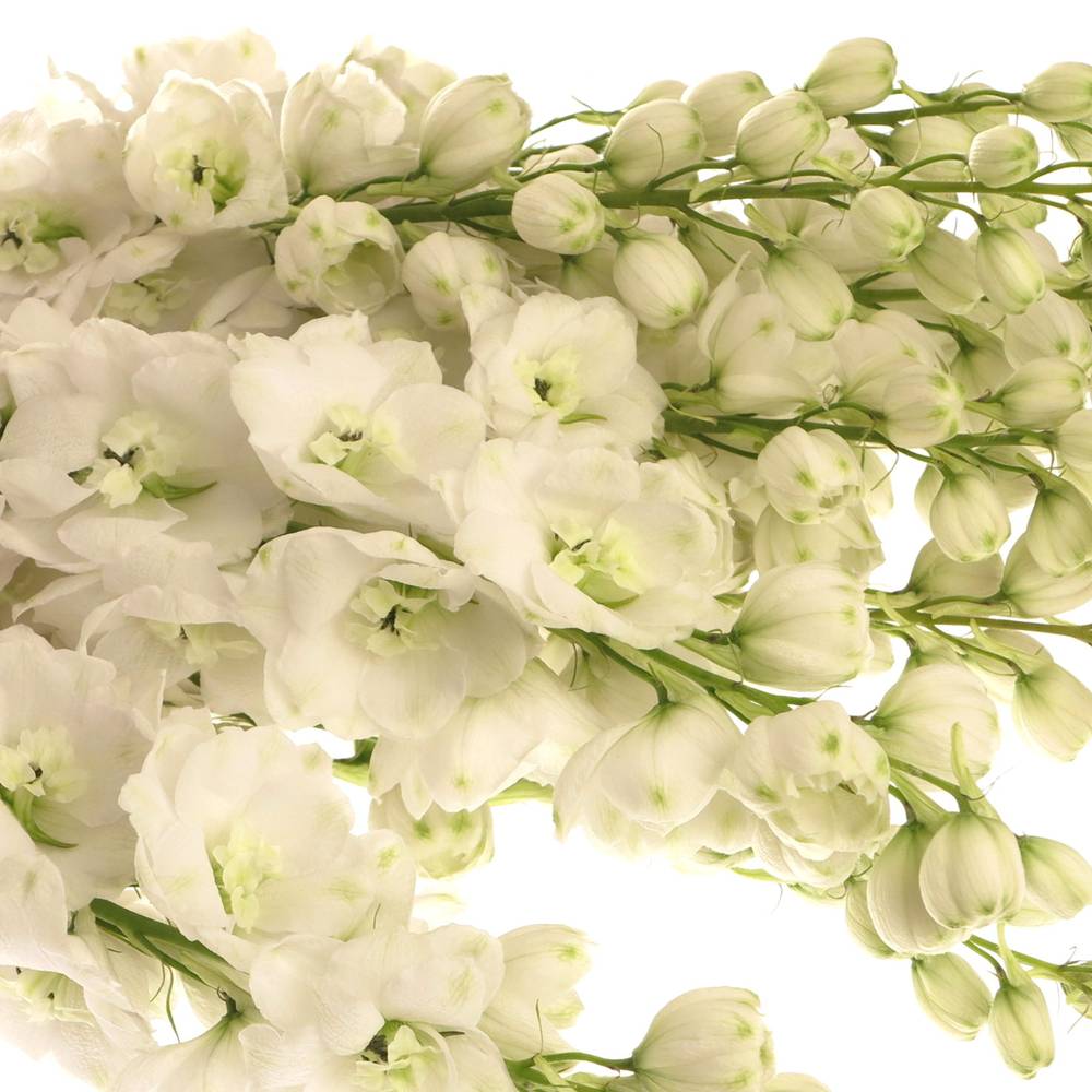 Delphinium weiss doppel Siberia 80cm