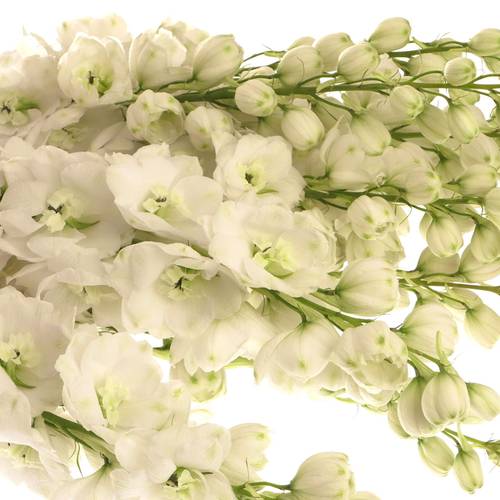 Delphinium weiss doppel Siberia 80cm