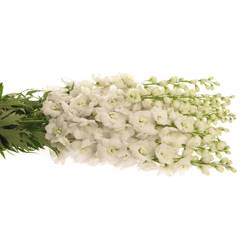 Delphinium weiss doppel Siberia 80cm