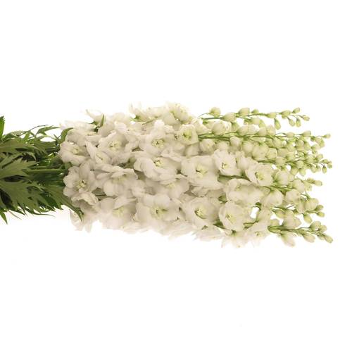 Delphinium weiss doppel Siberia 80cm