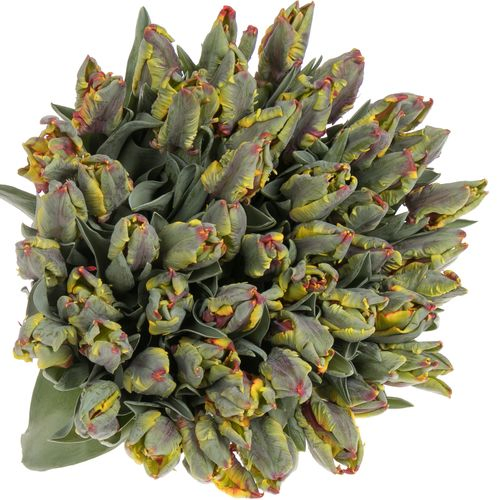 Tulpe rot/gelb Papageien Rasta 28 Gramm