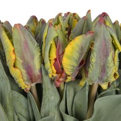 Tulpe rot/gelb Papageien Rasta 28 Gramm