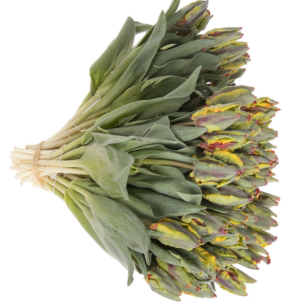 Tulpe rot/gelb Papageien Rasta 28 Gramm