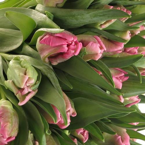 Tulpe pink Papageien Gander Parrot 40  Gramm