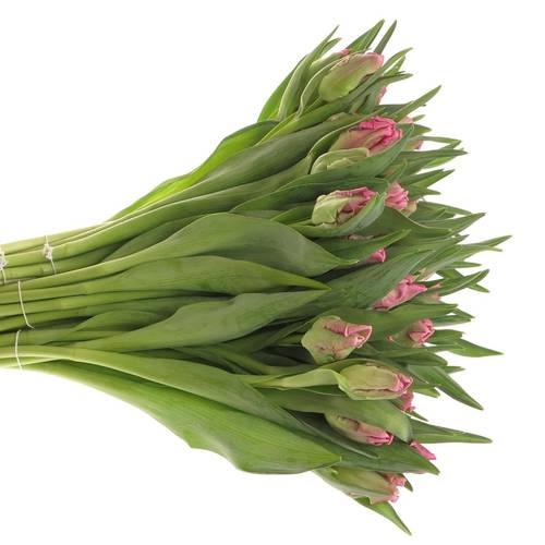 Tulpe pink Papageien Gander Parrot 40  Gramm