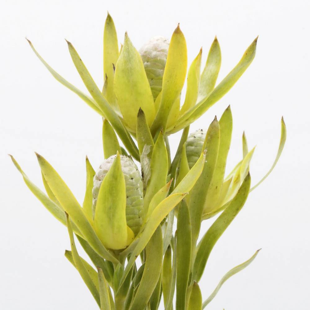 Leucadendron grün Pisa verzweigt 50cm