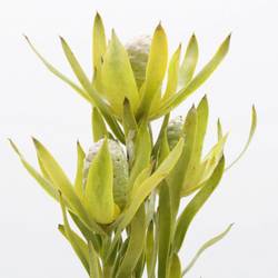 Leucadendron grün Pisa verzweigt 50cm