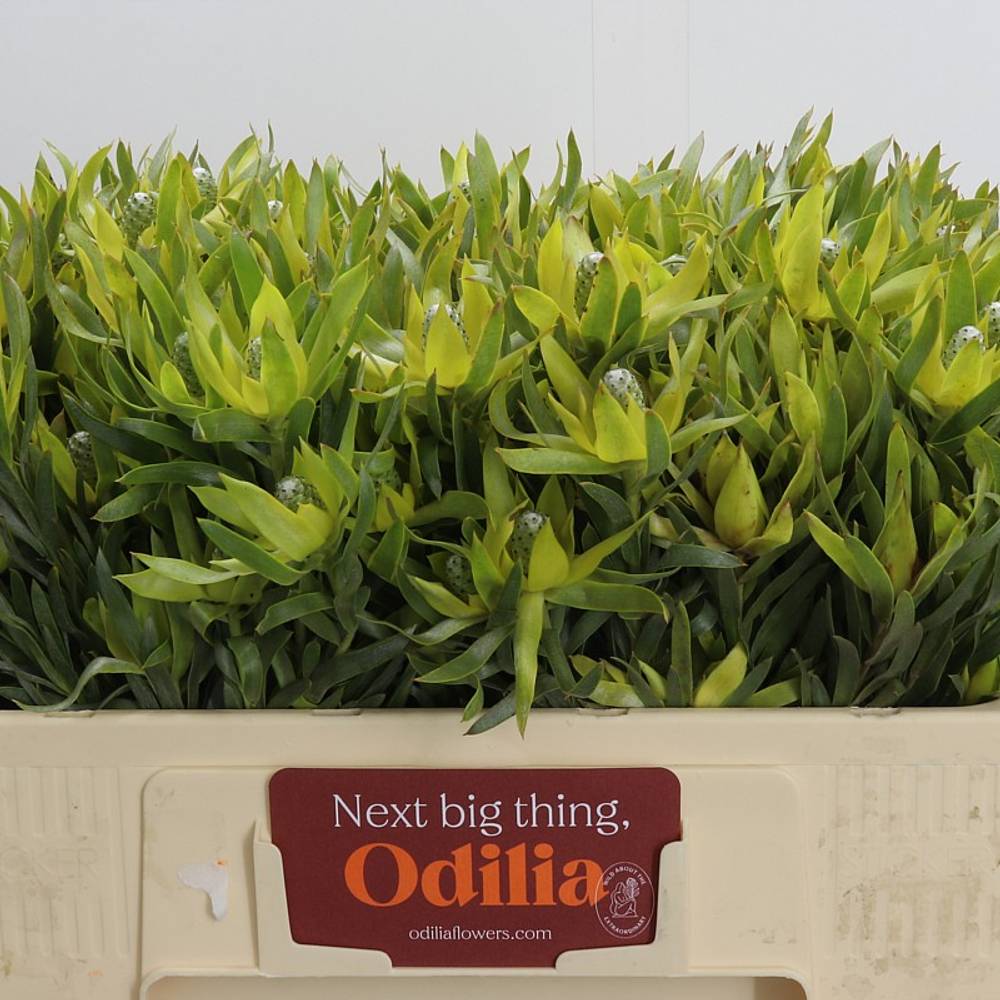 Leucadendron grün Pisa verzweigt 50cm