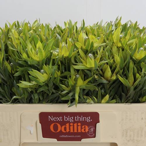 Leucadendron grün Pisa verzweigt 50cm
