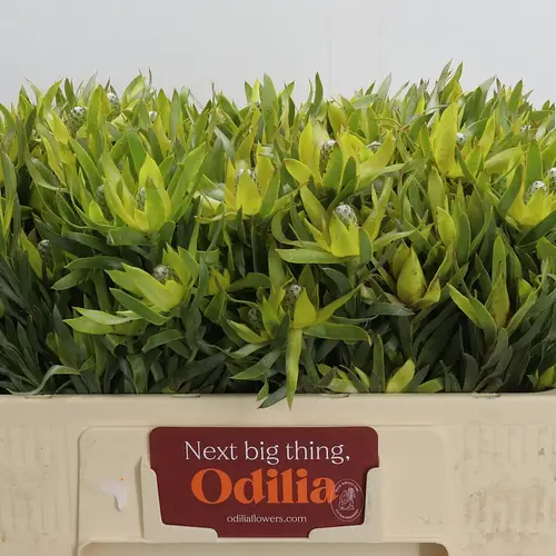 Leucadendron grün Pisa verzweigt 50cm