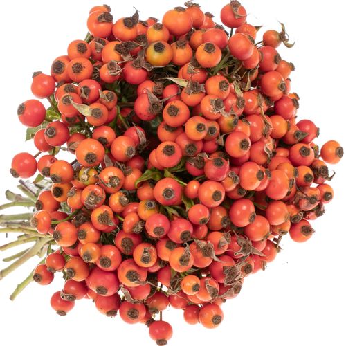 Hagebutte orange Conic Hiphop 30cm