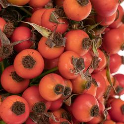 Hagebutte orange Conic Hiphop 30cm