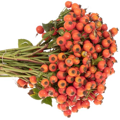 Hagebutte orange Conic Hiphop 30cm