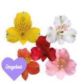 Alstroemeria - ALSTROEMERIA VALENTIN MIX 60+GRAMM Alstroemeria - ALSTROEMERIA VALENTIN MIX 60+GRAMM