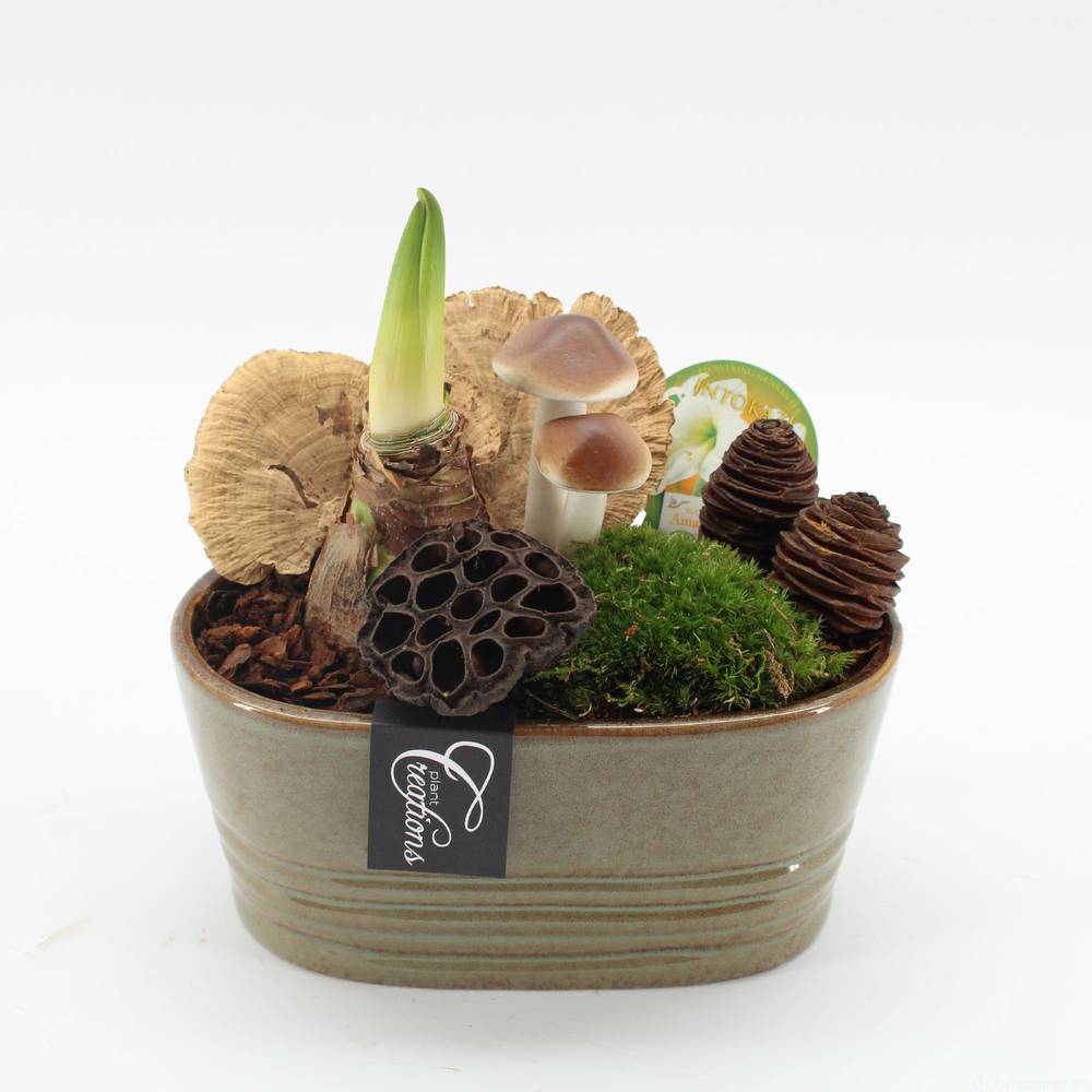 Amaryl.Arr-2508W weisse Bl. T23 H025