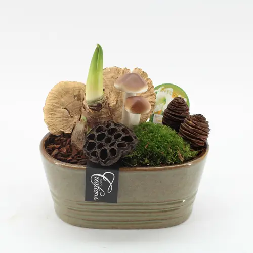 Amaryl.Arr-2508W weisse Bl. T23 H025