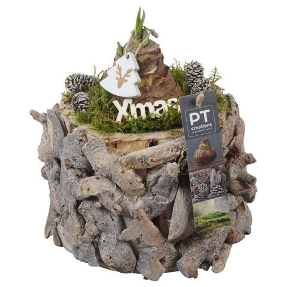 Amaryl.Arr PTACH5890 rote Bl. Weihnachten T14 H023