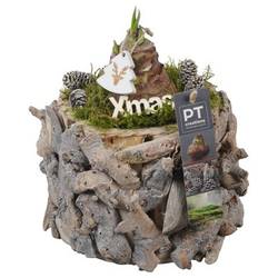 Amaryl.Arr PTACH5890 rote Bl. Weihnachten T14 H023