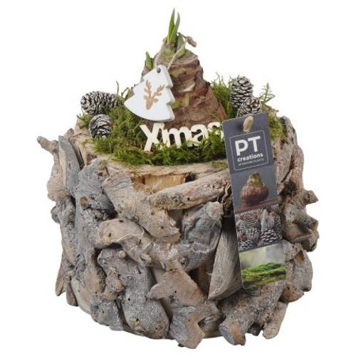 Amaryl.Arr PTACH5890 rote Bl. Weihnachten T14 H023