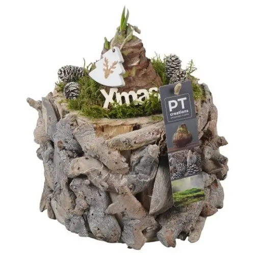 Amaryl.Arr PTACH5890 rote Bl. Weihnachten T14 H023