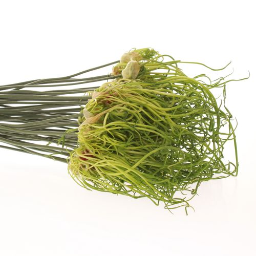 Allium grün Fido Dido 70cm