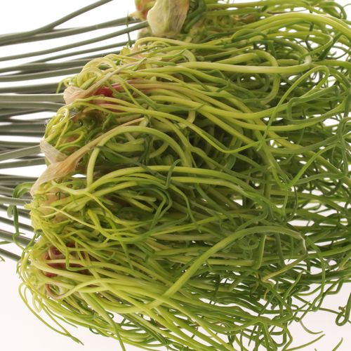 Allium grün Fido Dido 70cm