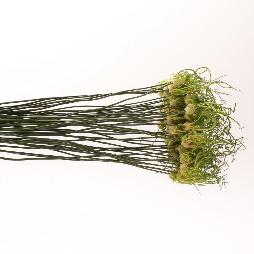 Allium grün Fido Dido 70cm